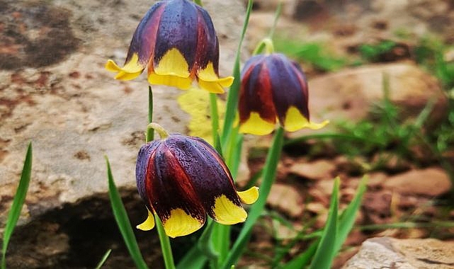 Bilim adamları yeni lale türü keşfetti