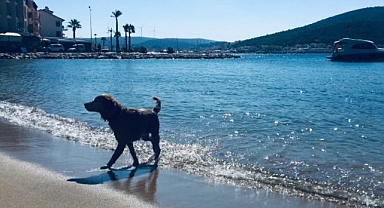 Çeşme Belediyesi’ne hayvanseverlerden tepki