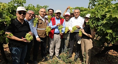 Yaş üzümde 200 milyon dolar aşılacak
