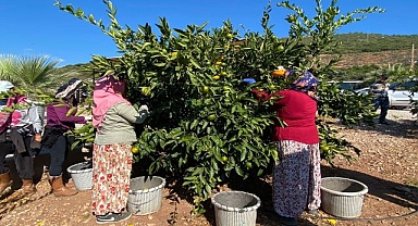 Satsuma'nın ihracat yolculuğu 20 Ekim’de başlıyor