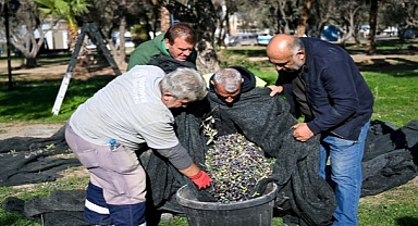 Bornova’da 1500 zeytin ağacında hasada başlandı