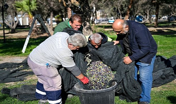 Bornova’da 1500 zeytin ağacında hasada başlandı