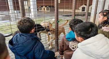 86 bin tedavi, 13 bin kısırlaştırma