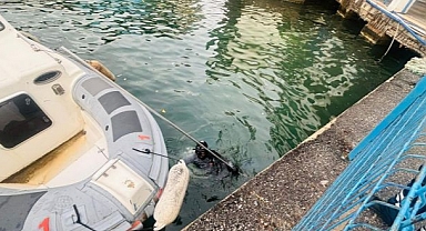 İzmir İtfaiyesi, iskele altında sıkışan kediyi kurtardı