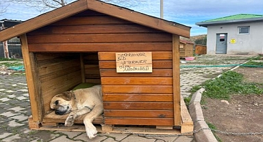 Seferihisar’da Sokak Hayvanları İçin Kulübe Destek Kampanyası