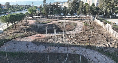 Betonun arasından orman çıktı