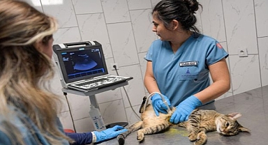 On binlerce cana dokunan seferberlik