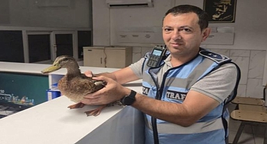 Zabıtadan yürek ısıtan kurtarma