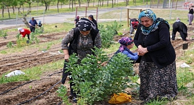 Toprakta hayat, sofrada bereket: Mahalle Bostanları’nda yaz hasadı