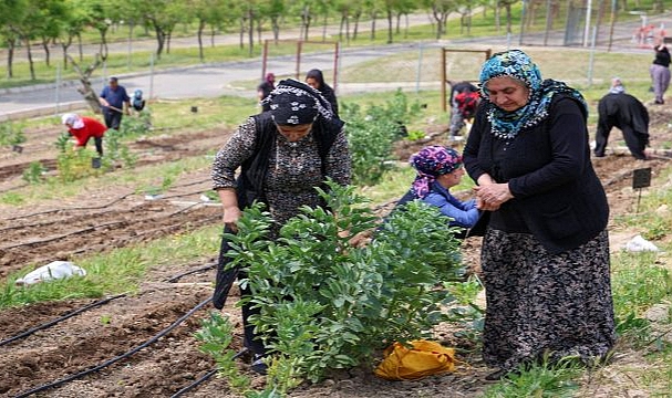 Toprakta hayat, sofrada bereket: Mahalle Bostanları’nda yaz hasadı